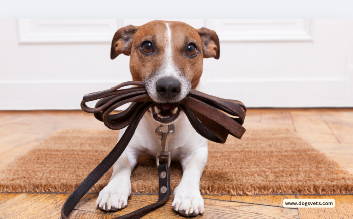 How to Start and Market Your Dog Training Business